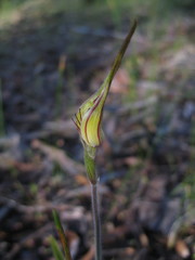 Caladenia longicauda