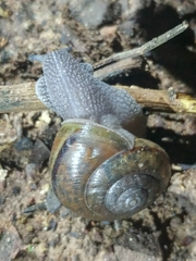 Helminthoglypta phlyctaena