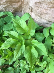 Aegopodium podagraria