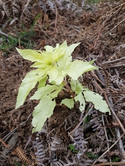Eupatorium cannabinum
