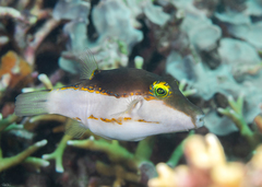 Canthigaster smithae