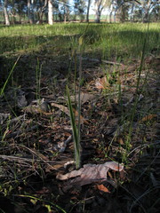 Caladenia longicauda