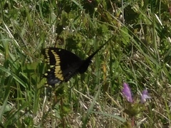Papilio polyxenes