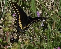 Papilio polyxenes
