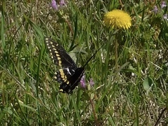 Papilio polyxenes