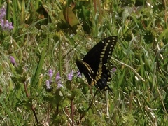 Papilio polyxenes