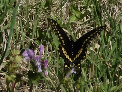 Papilio polyxenes