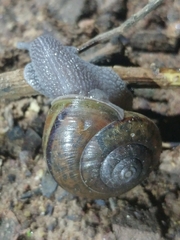 Helminthoglypta phlyctaena