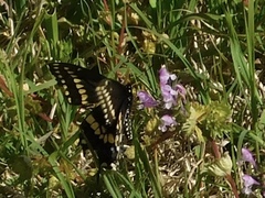 Papilio polyxenes