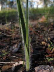Caladenia longicauda