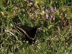 Papilio polyxenes