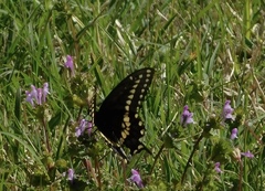 Papilio polyxenes
