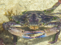 Callinectes marginatus