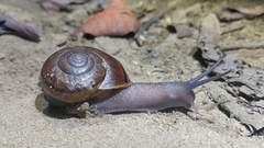 Helminthoglypta phlyctaena