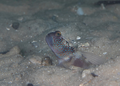 Cryptocentrus fasciatus