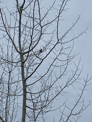 Spizelloides arborea