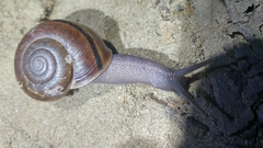 Helminthoglypta phlyctaena