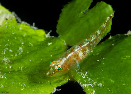 Bilobed Ghost Goby