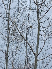 Spizelloides arborea