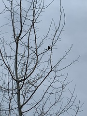 Spizelloides arborea