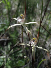Caladenia denticulata