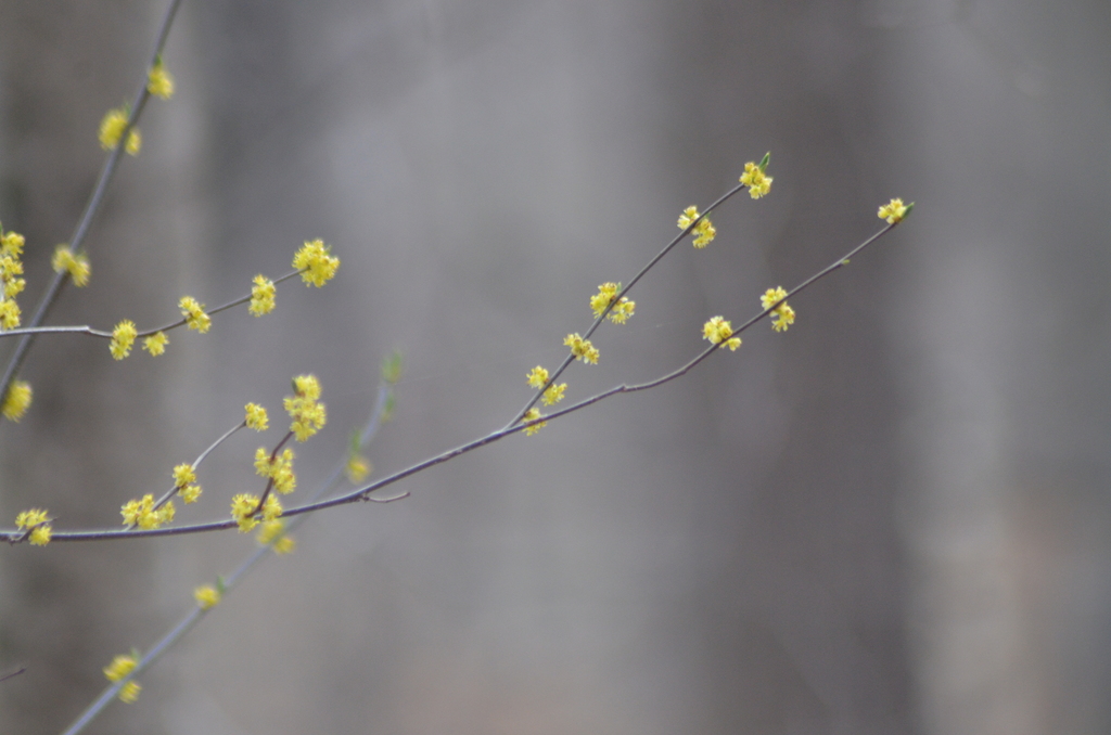 northern spicebush from Louisville, KY, USA on March 26, 2022 at 1111