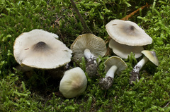 Tricholoma davisiae