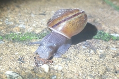 Helminthoglypta phlyctaena