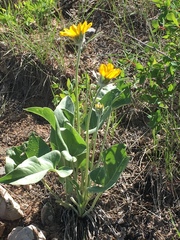 Balsamorhiza