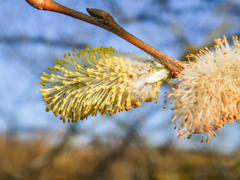 Salix cinerea