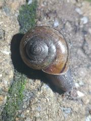 Helminthoglypta phlyctaena
