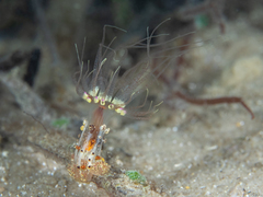 Alicia pretiosa