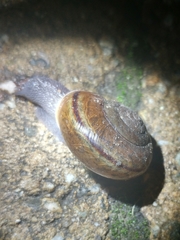 Helminthoglypta phlyctaena