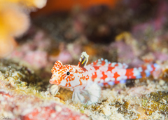 Synchiropus stellatus