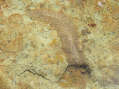 Enchiridium
