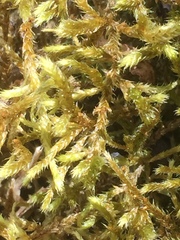 Antitrichia curtipendula