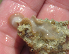Enchiridium