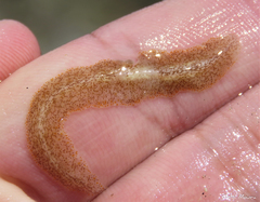 Enchiridium
