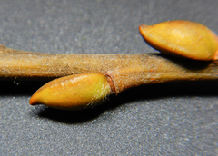 Salix cinerea