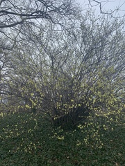 Corylopsis sinensis