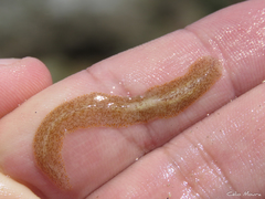 Enchiridium