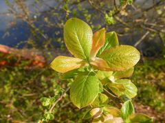 Salix cinerea