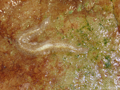 Enchiridium