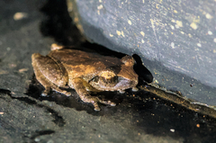 Pseudophilautus wynaadensis