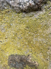 Flavoplaca flavocitrina