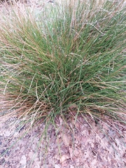 Juncus inflexus