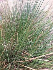 Juncus inflexus