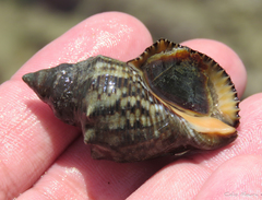 Stramonita brasiliensis