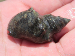 Stramonita brasiliensis