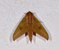 Xylophanes anubus